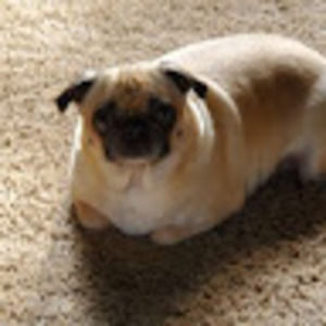 Meet your Posher, Jacob